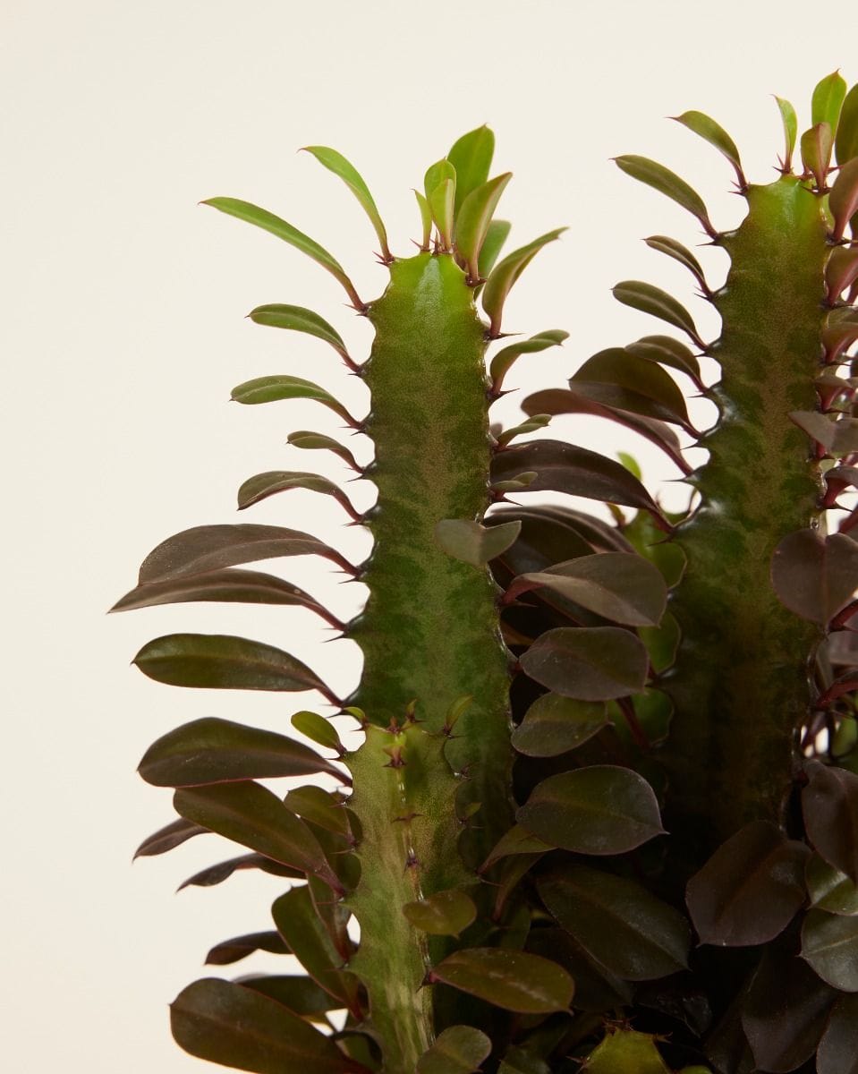 Euphorbia Cowboy Cactus Rubra