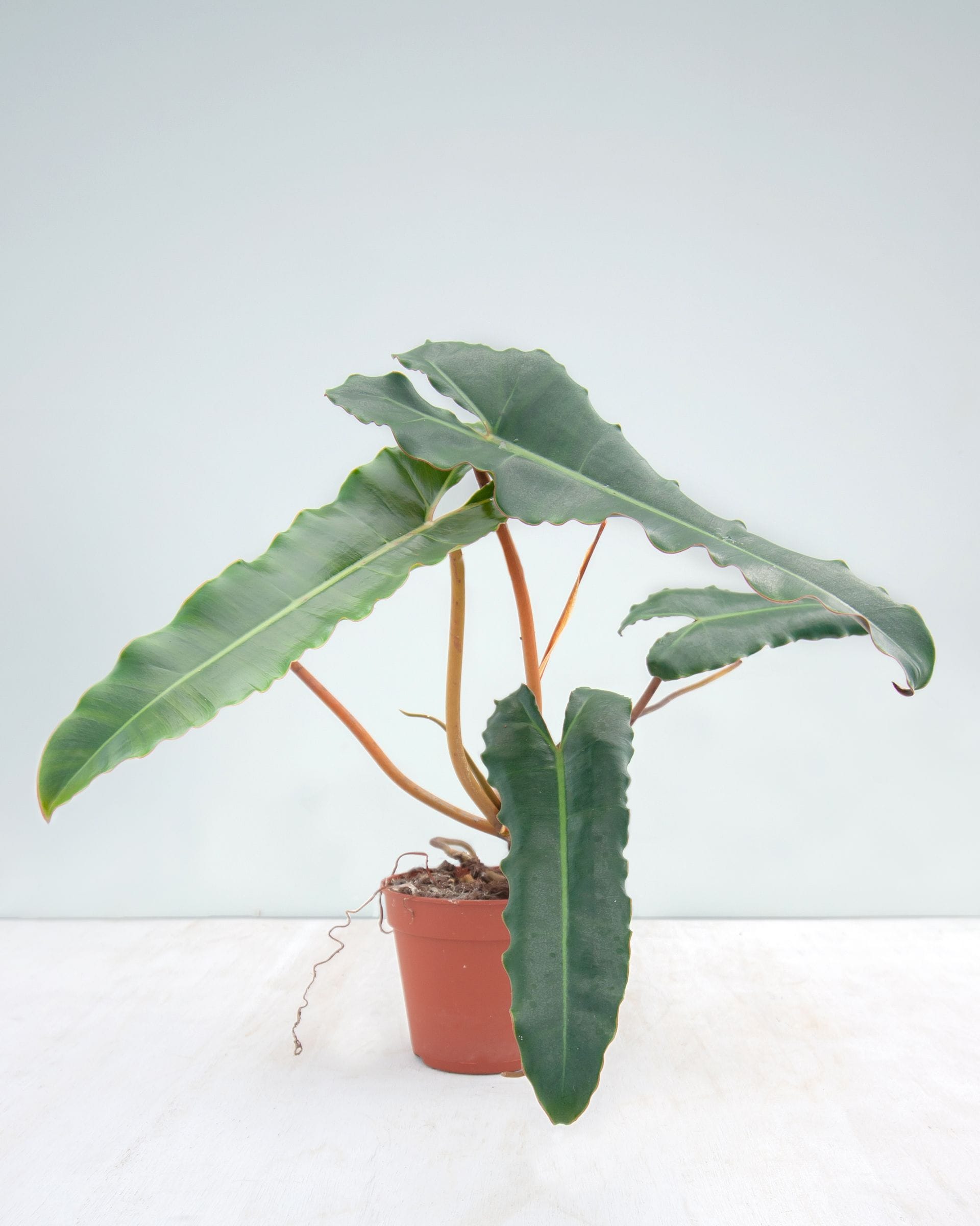 Philodendron Billietiae x Atabapoense