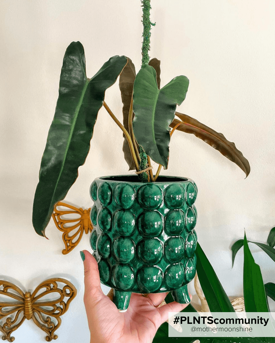 Philodendron Billietiae x Atabapoense