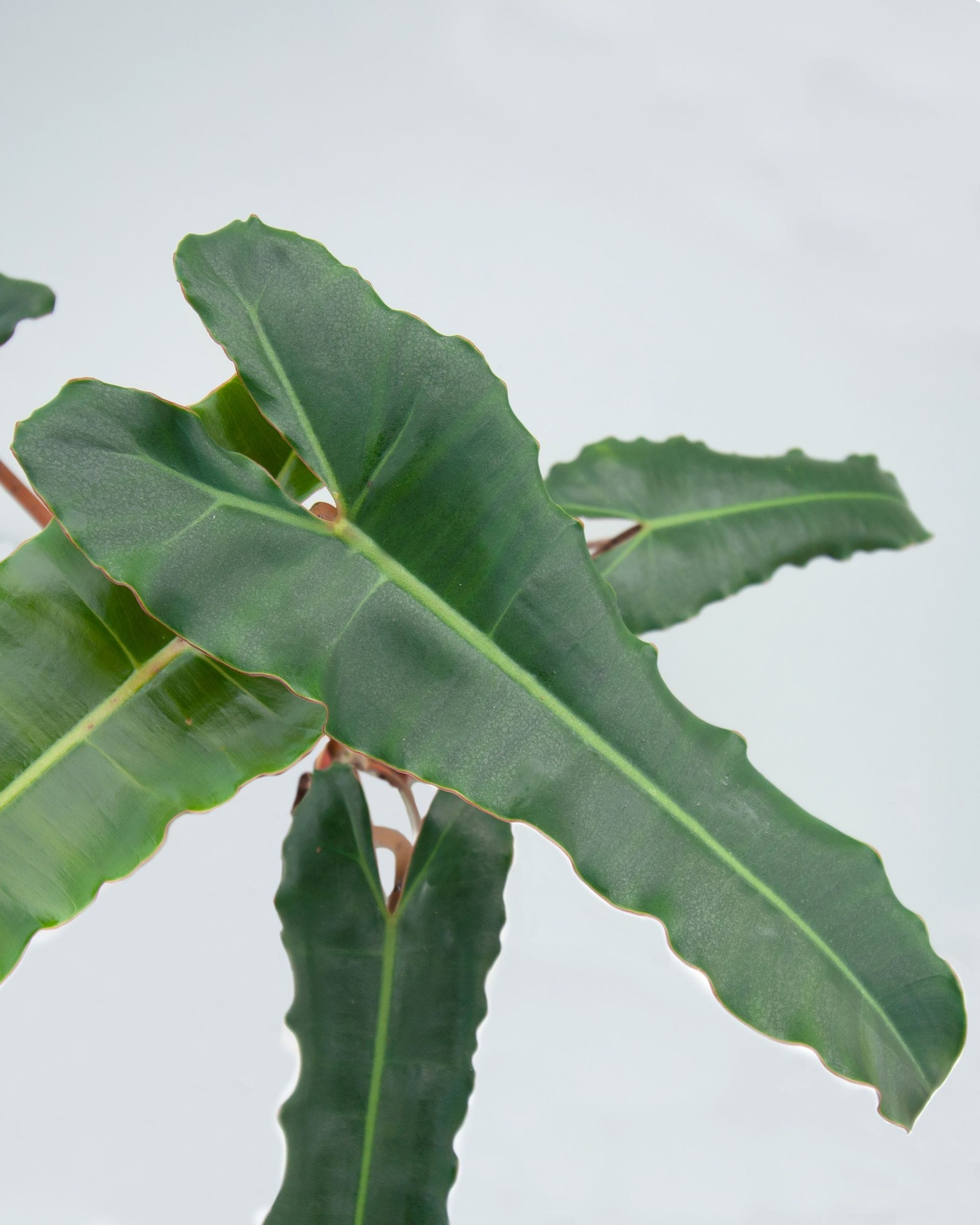 Philodendron Billietiae x Atabapoense