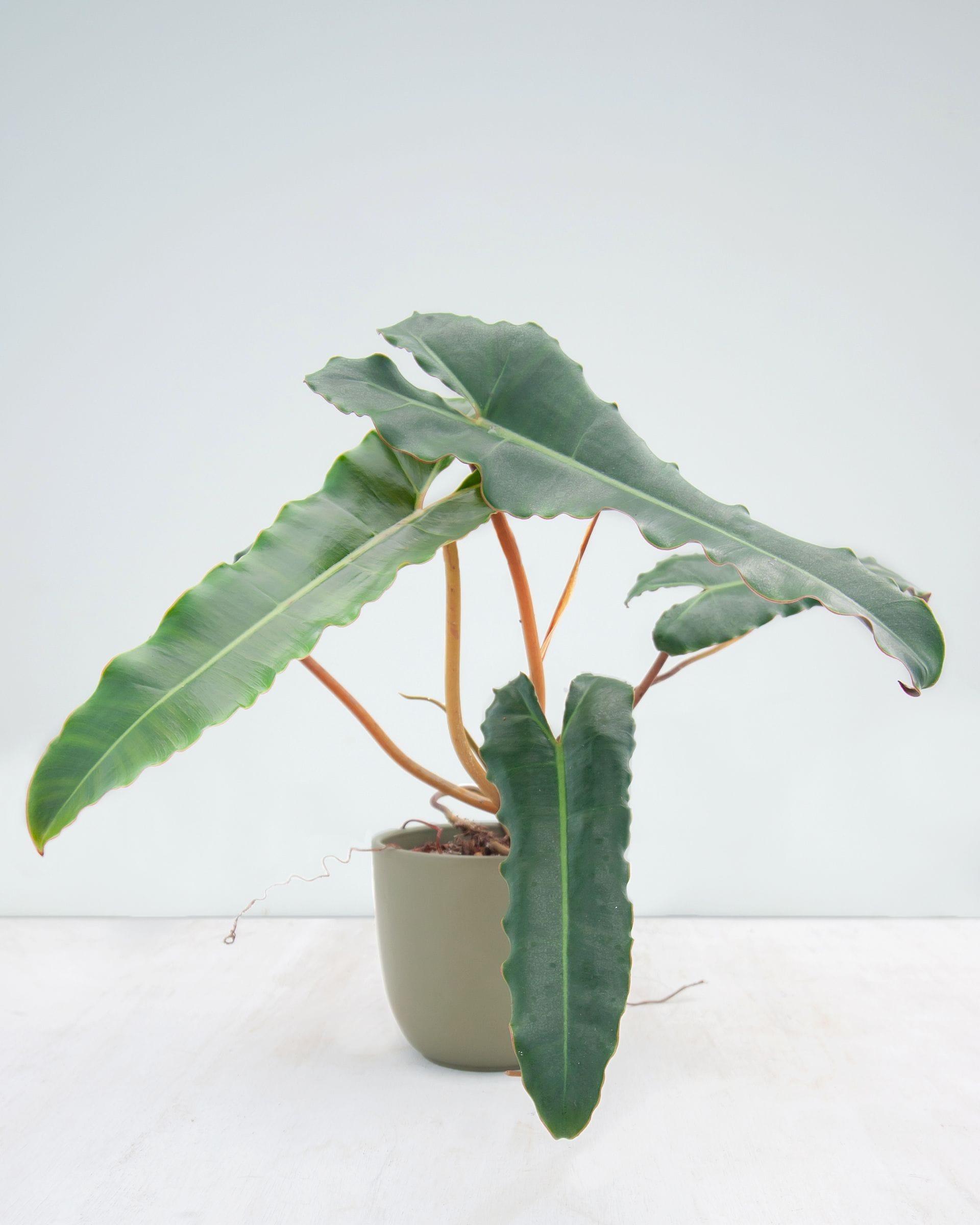 Philodendron Billietiae x Atabapoense