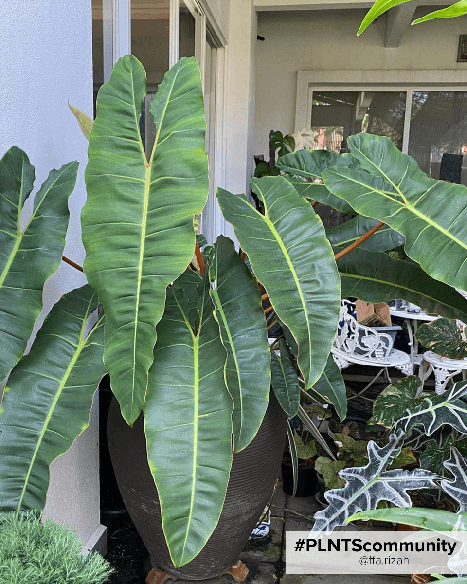 Philodendron Billietiae x Atabapoense