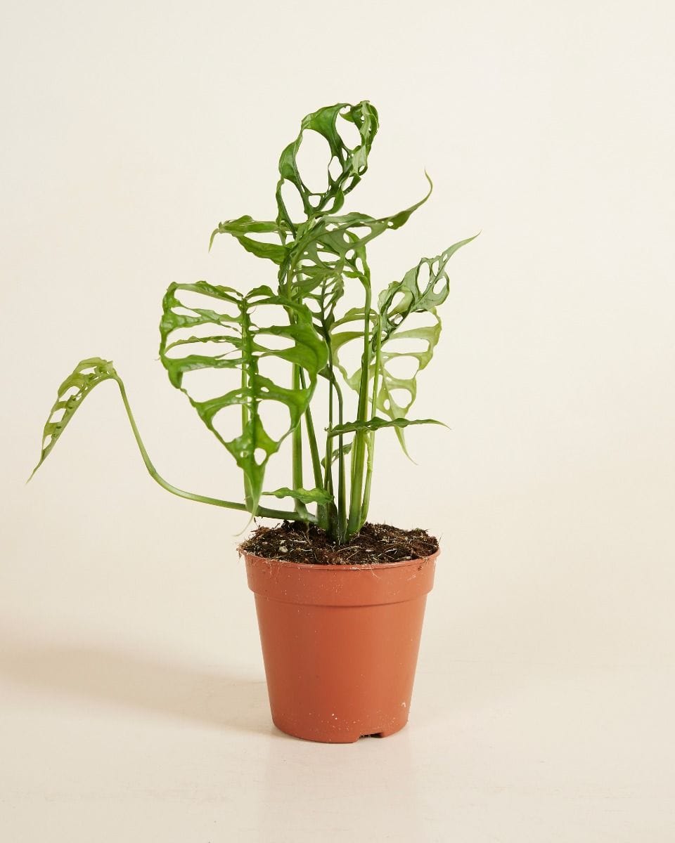 Monstera Obliqua