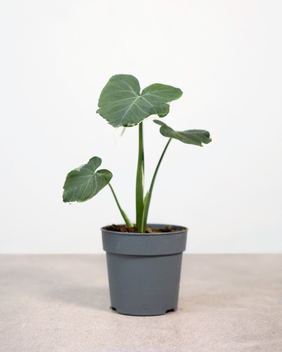 Alocasia Elephant Ears Mickey Mouse