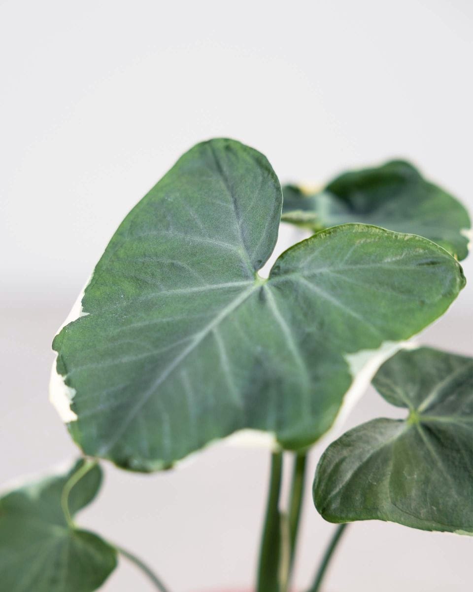 Alocasia Elephant Ears Mickey Mouse