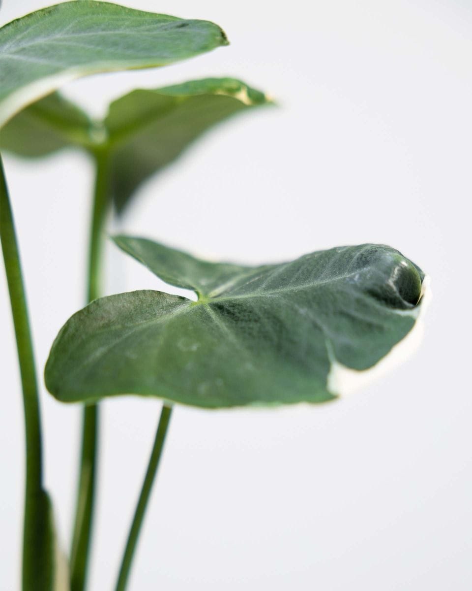 Alocasia Elephant Ears Mickey Mouse