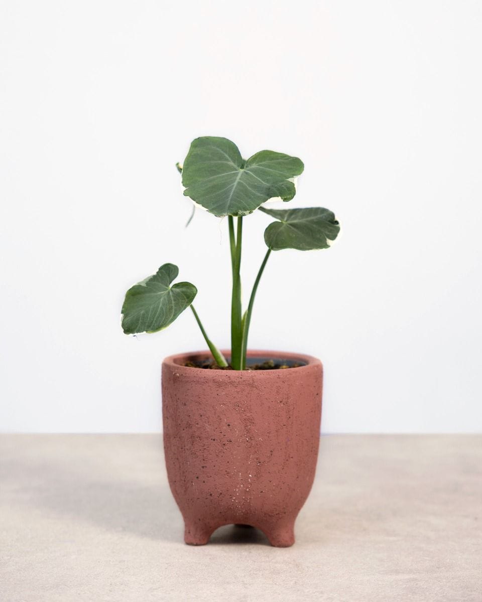 Alocasia Elephant Ears Mickey Mouse