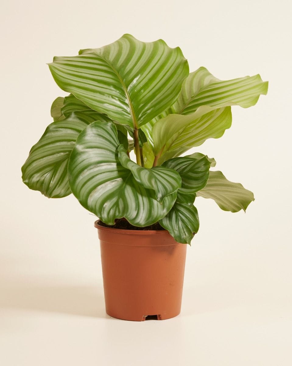 Calathea Prayer Plant Orbifolia