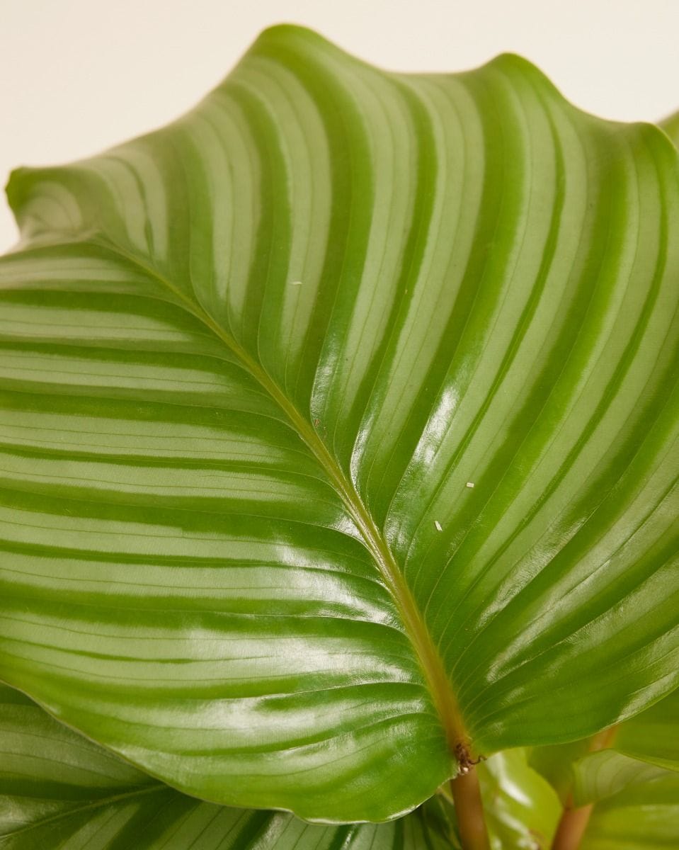 Calathea Prayer Plant Orbifolia