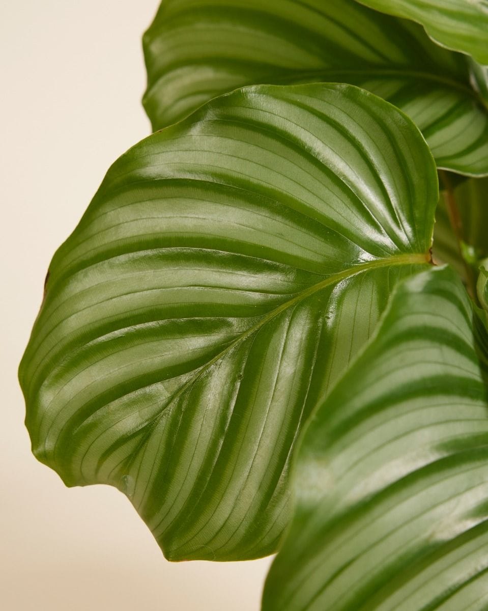 Calathea Prayer Plant Orbifolia