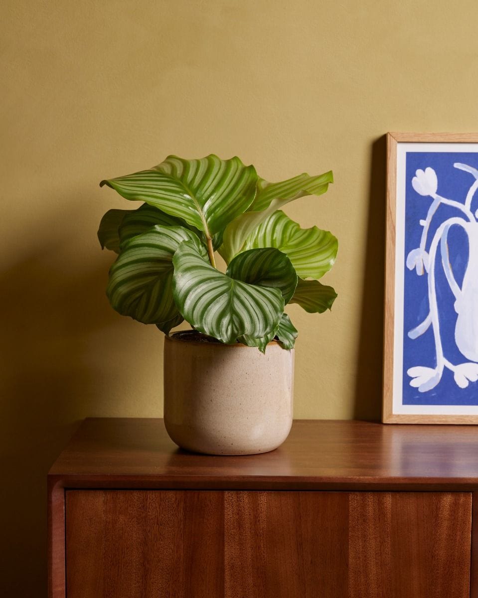 Calathea Prayer Plant Orbifolia