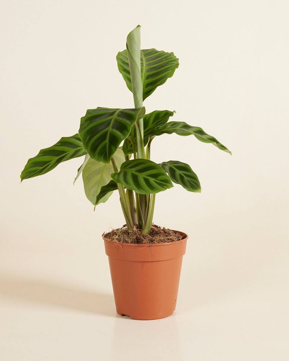 Calathea Prayer Plant Zebrina