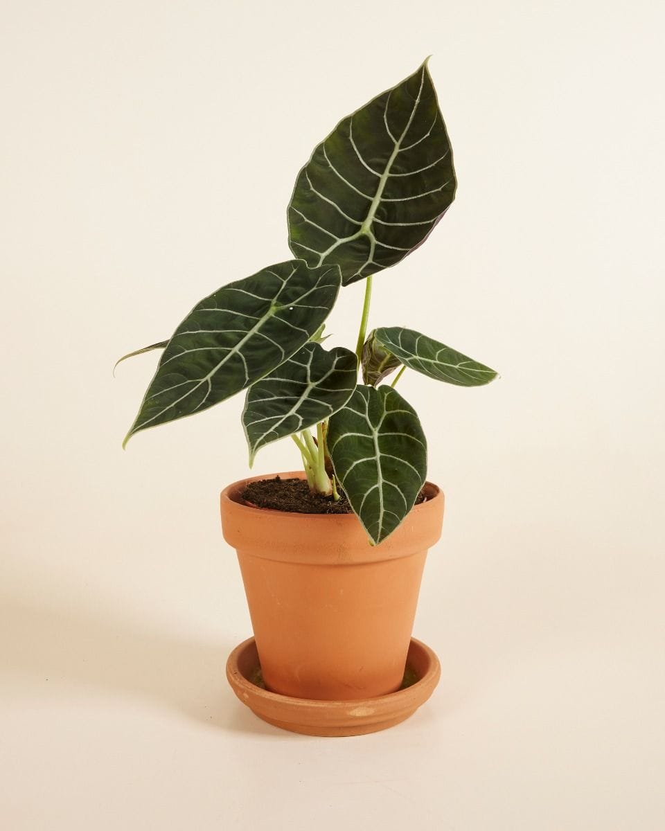 Alocasia Elephant Ears Watsoniana