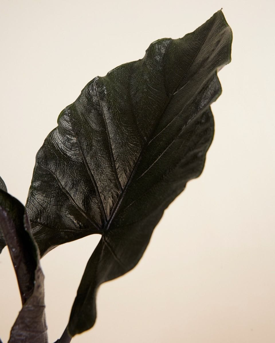 Alocasia Elephant Ears Antoro