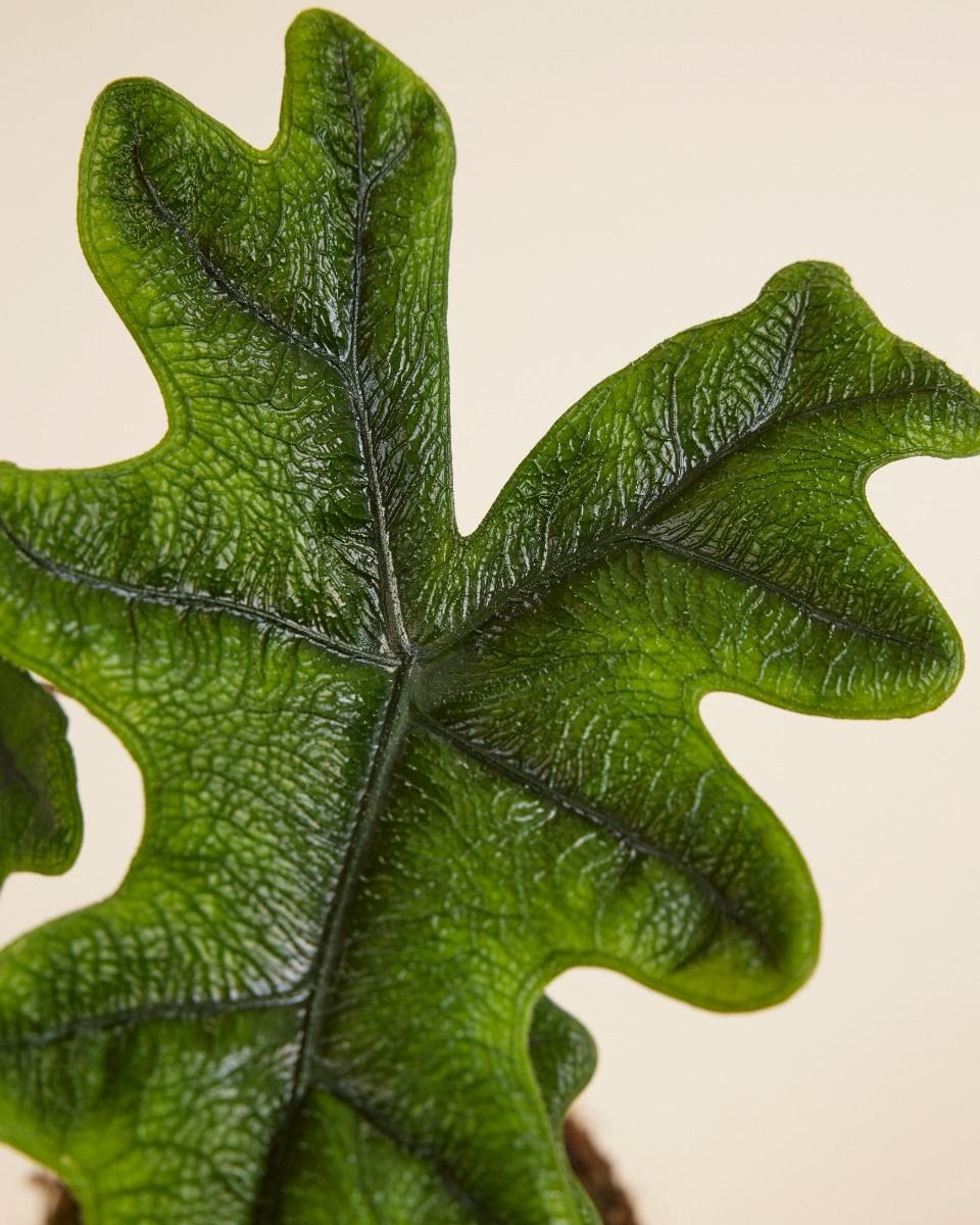 Alocasia Elephant Ears Jacklyn