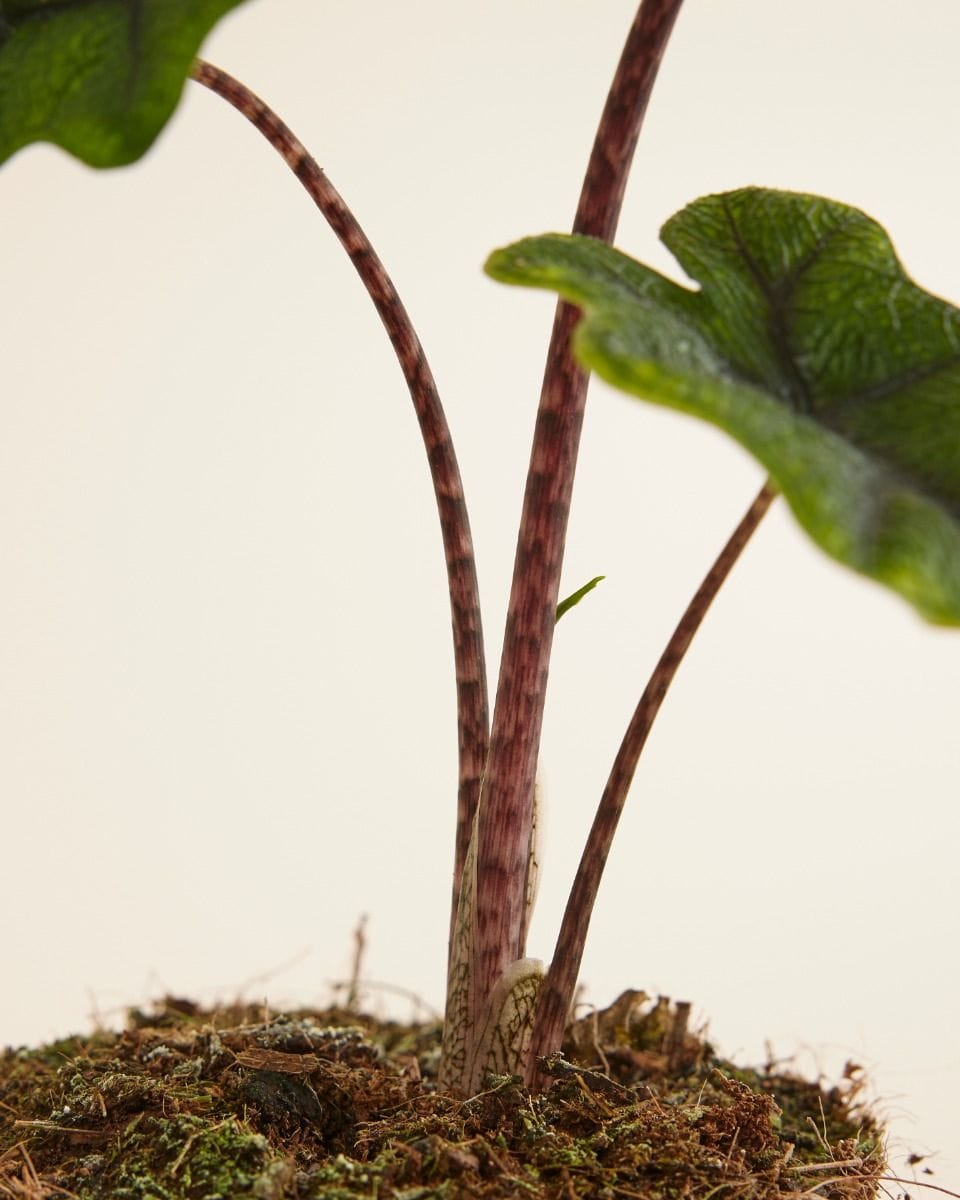 Alocasia Elephant Ears Jacklyn