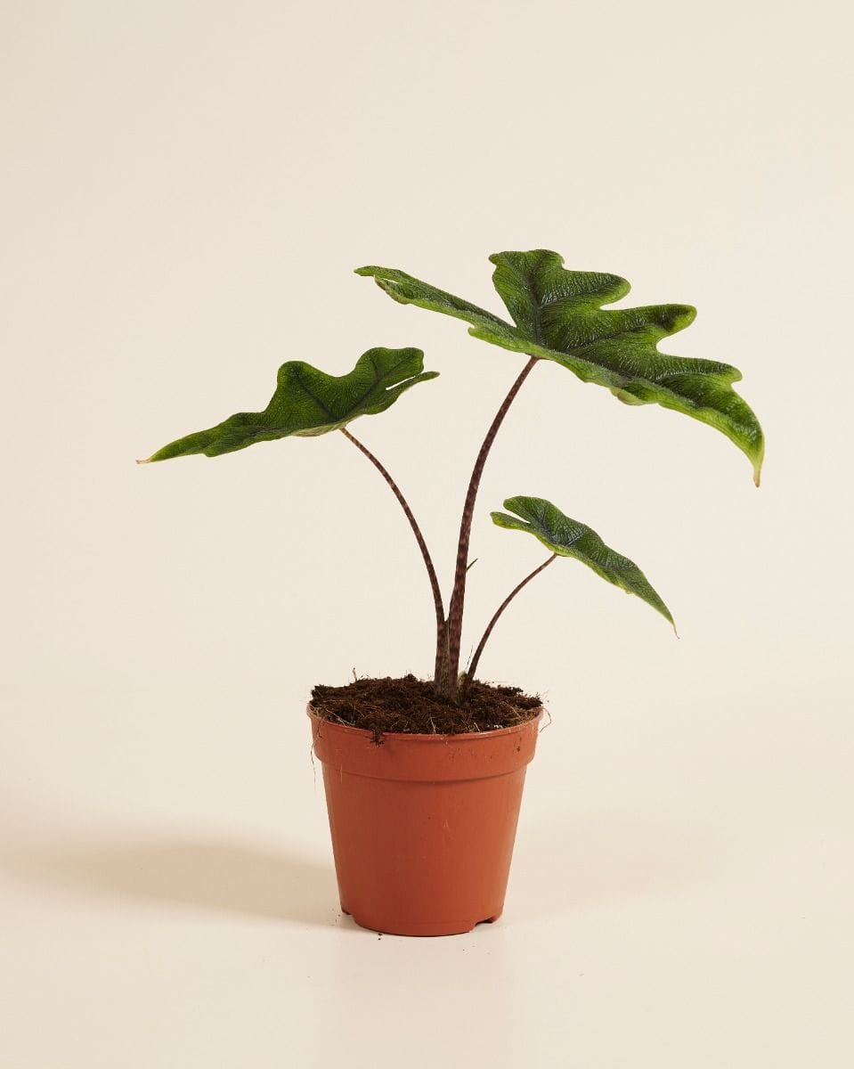 Alocasia Elephant Ears Jacklyn
