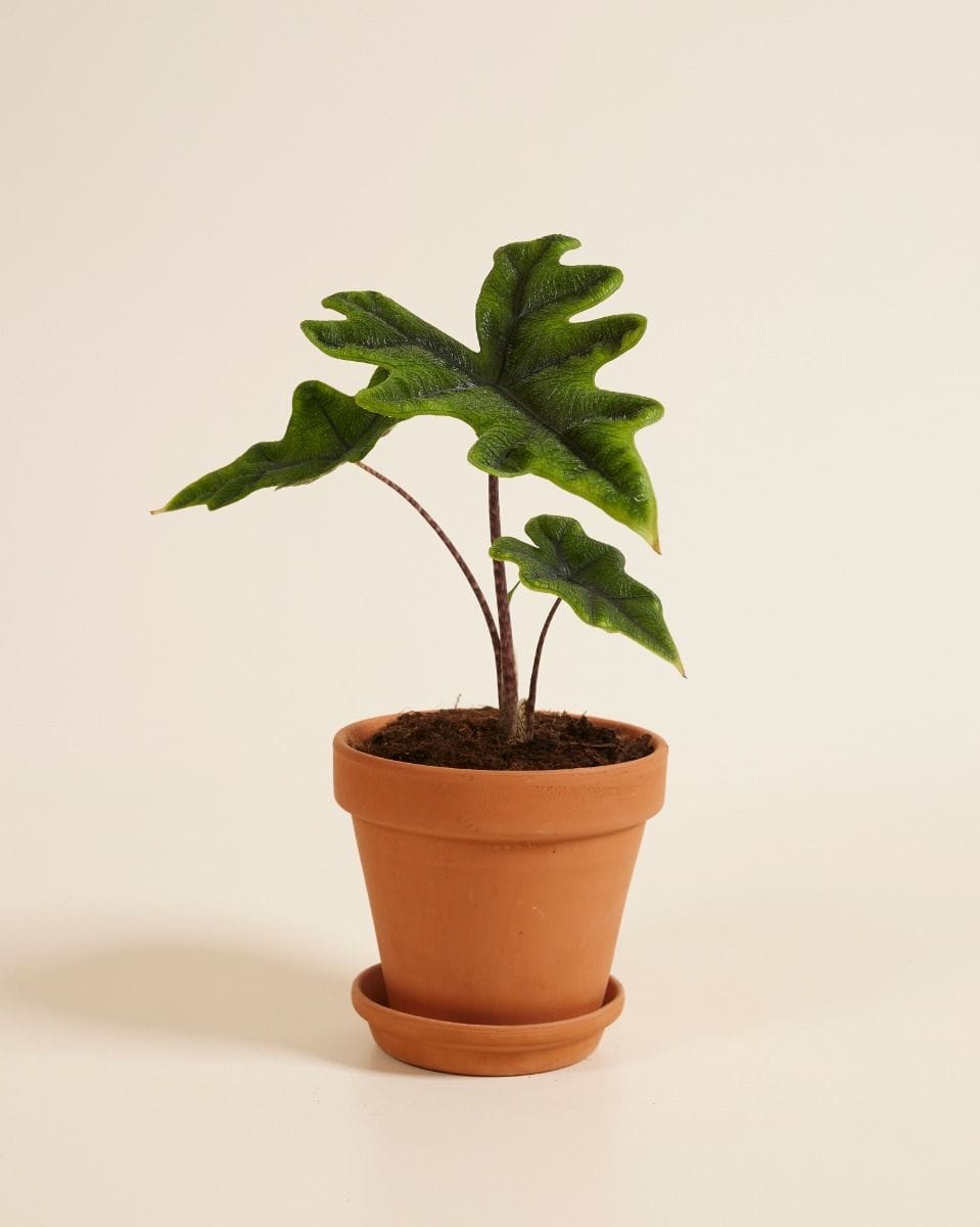 Alocasia Elephant Ears Jacklyn