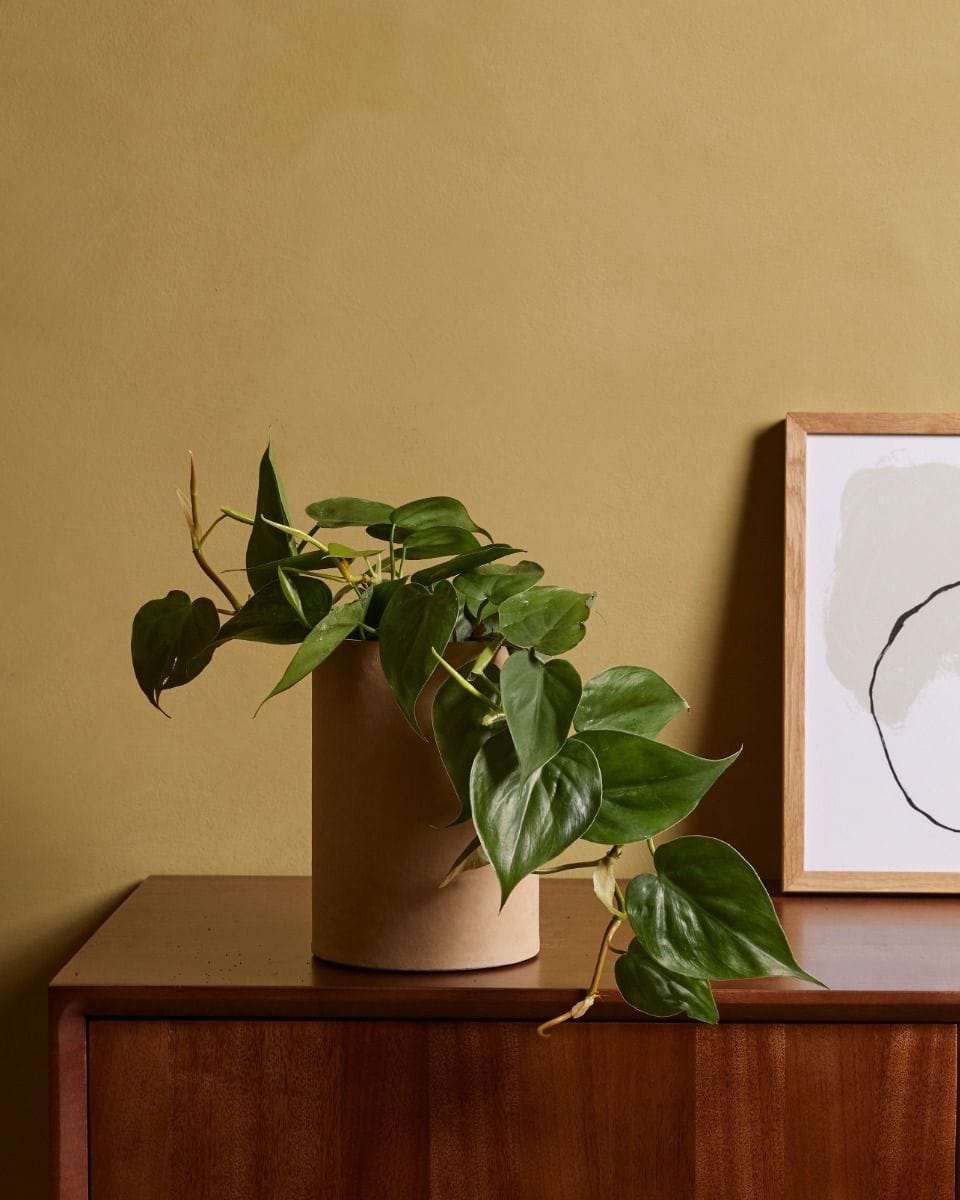 Philodendron Scandens