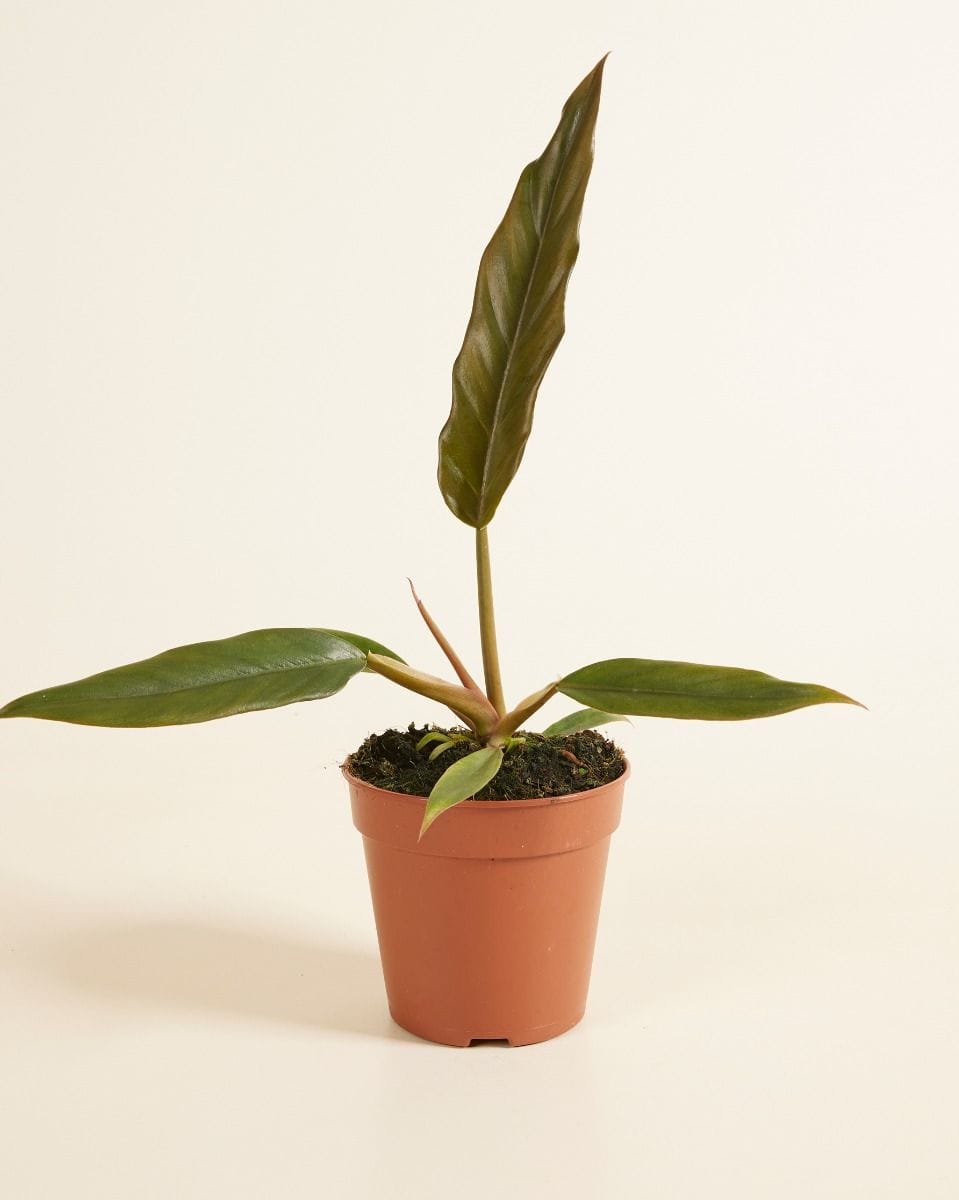 Philodendron Caramel Pluto