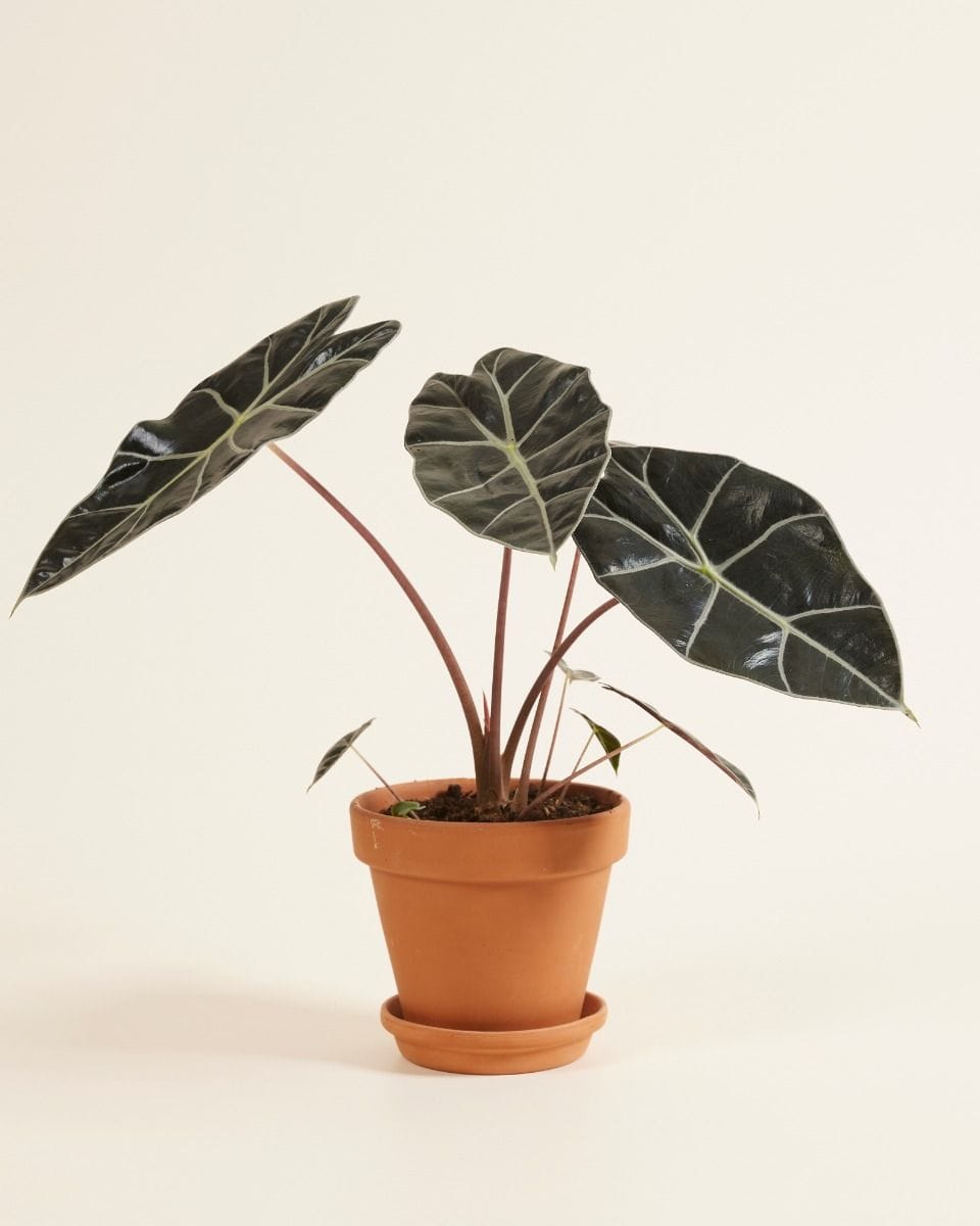 Alocasia Elephant Ears Longiloba Watsoniana