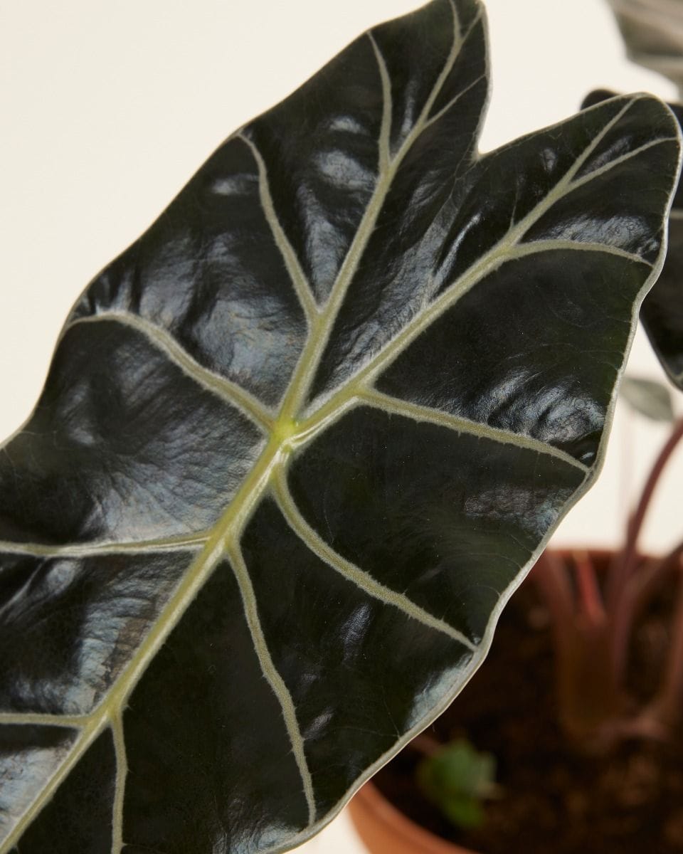 Alocasia Elephant Ears Longiloba Watsoniana