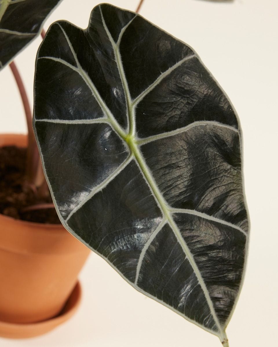Alocasia Elephant Ears Longiloba Watsoniana