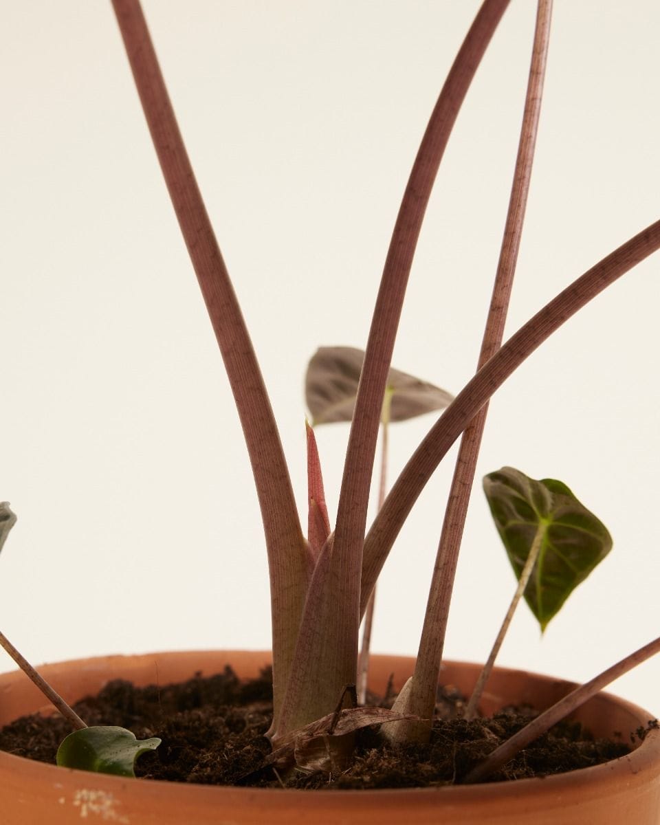 Alocasia Elephant Ears Longiloba Watsoniana