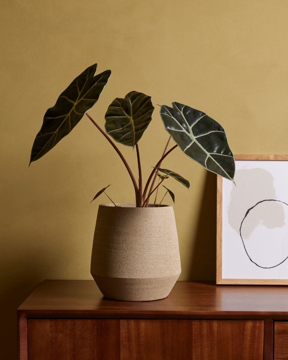 Alocasia Elephant Ears Longiloba Watsoniana