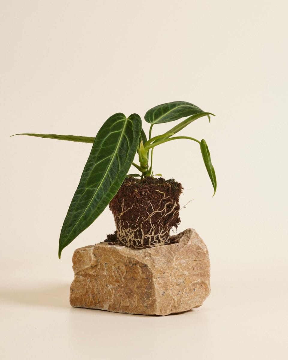 Anthurium Flamingo Plant Warocqueanum