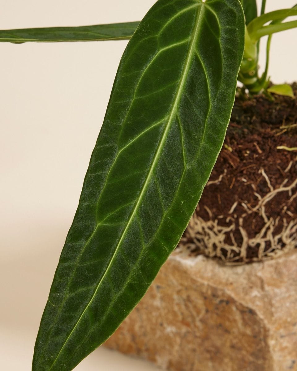 Anthurium Flamingo Plant Warocqueanum