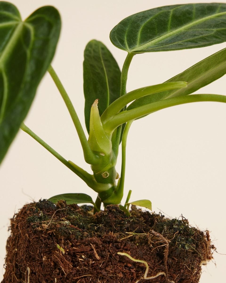 Anthurium Flamingo Plant Warocqueanum