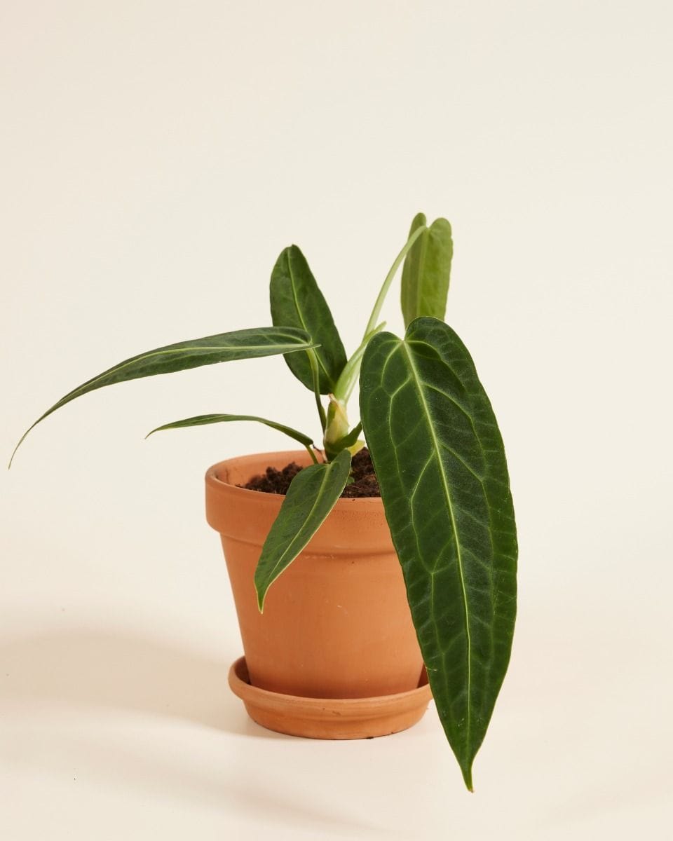 Anthurium Flamingo Plant Warocqueanum