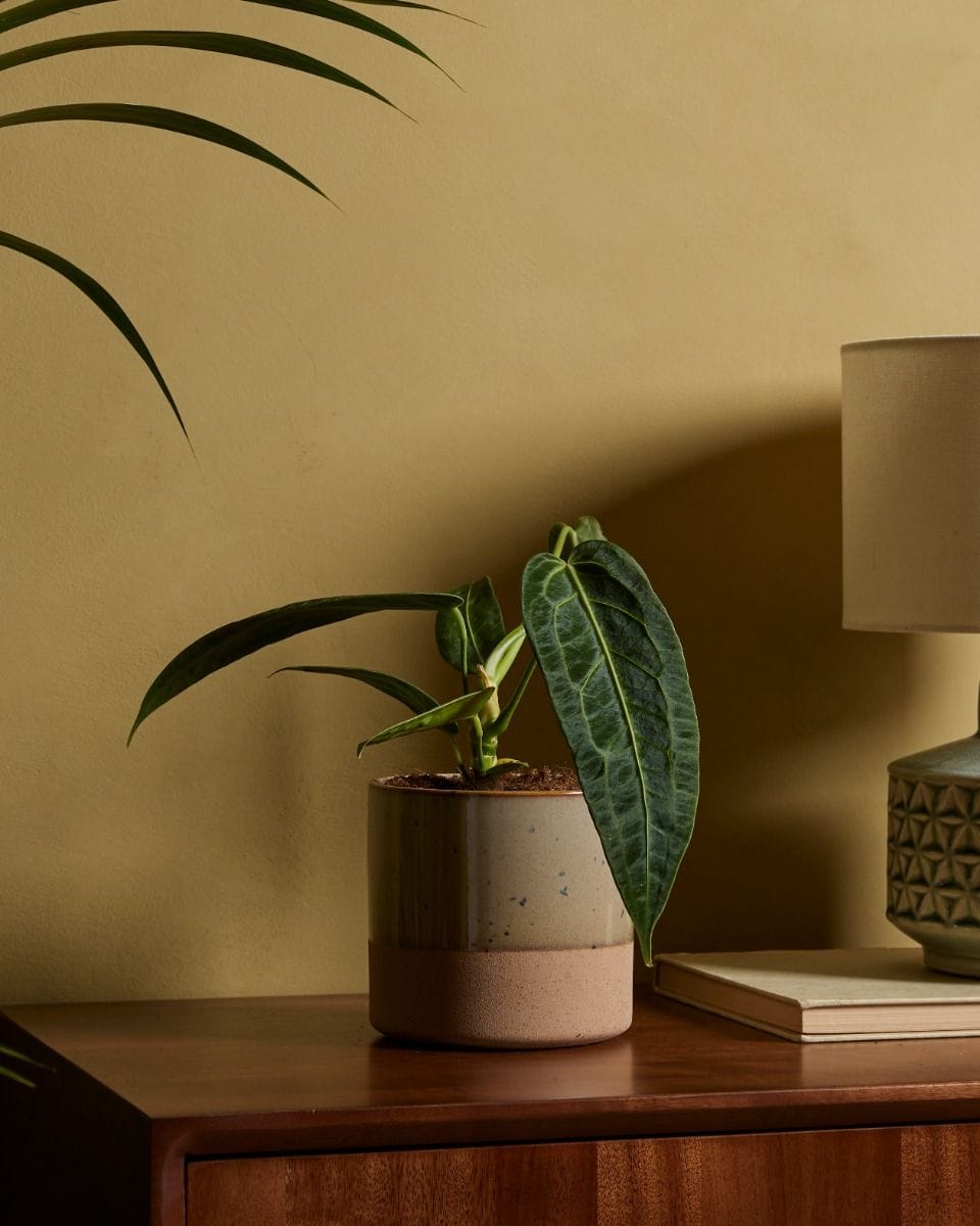 Anthurium Flamingo Plant Warocqueanum