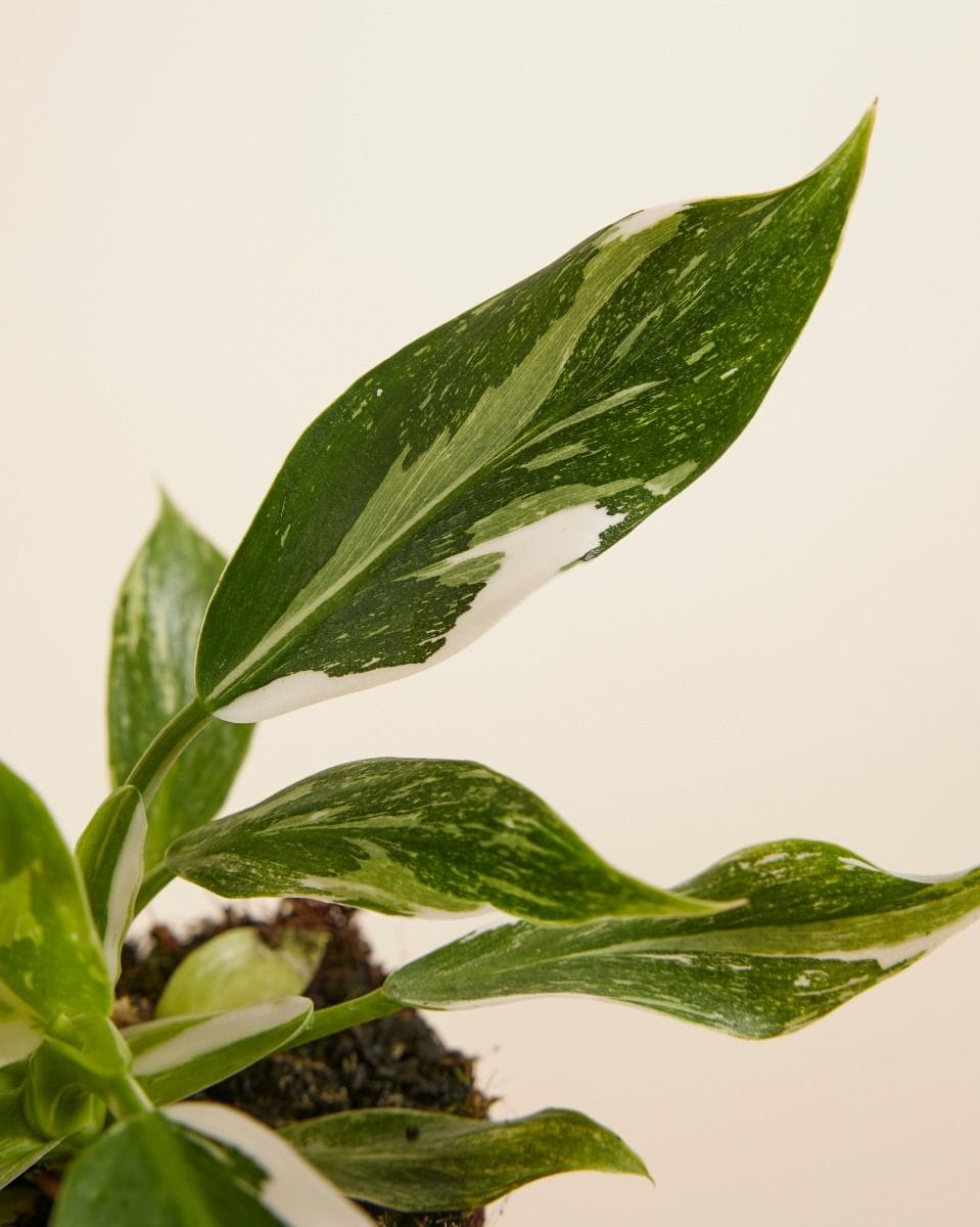 Philodendron White Wizard