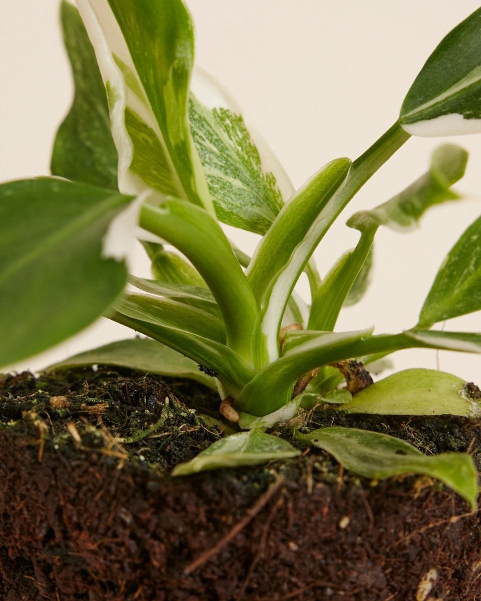 Philodendron White Wizard