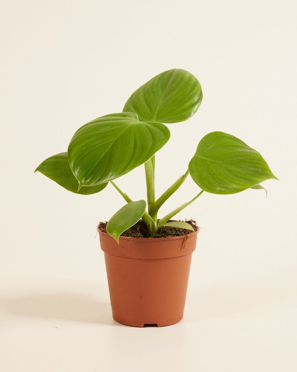 Philodendron Pittieri