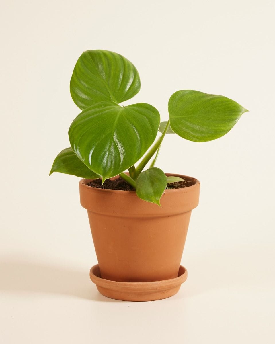 Philodendron Pittieri