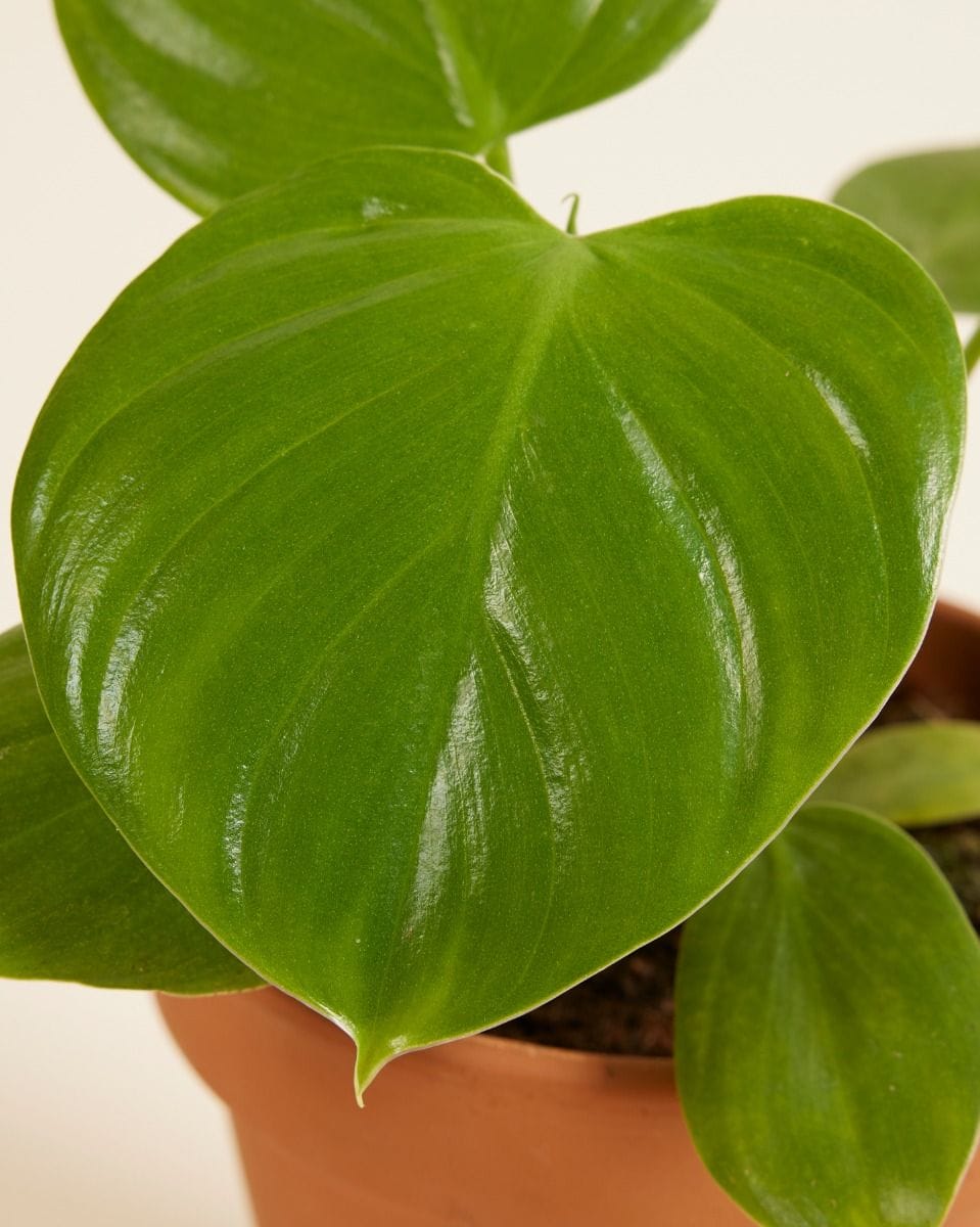Philodendron Pittieri
