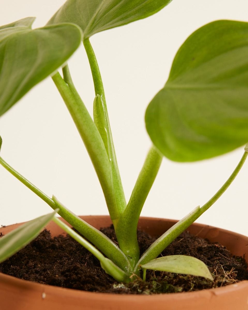 Philodendron Pittieri