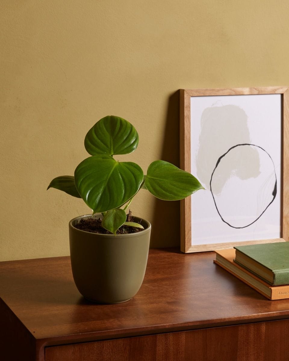 Philodendron Pittieri