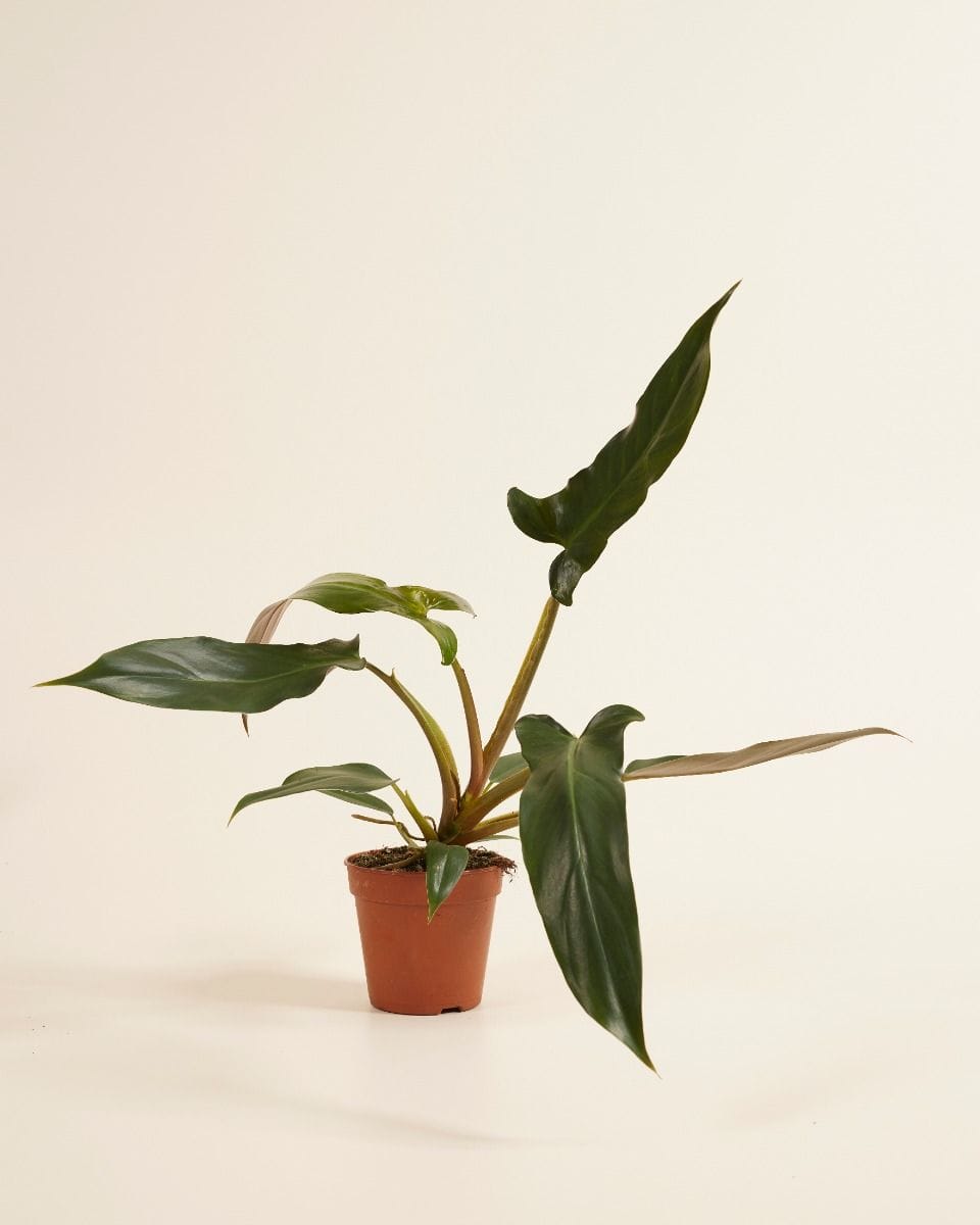 Philodendron Mexicanum