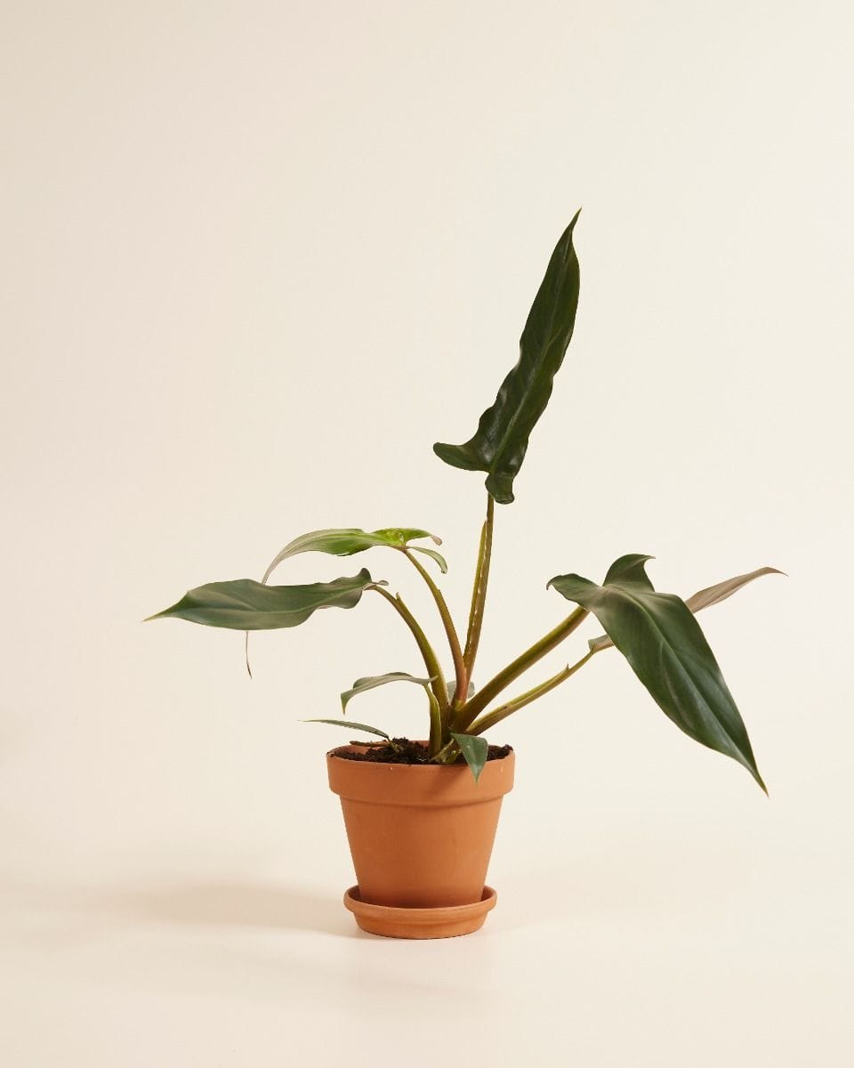 Philodendron Mexicanum