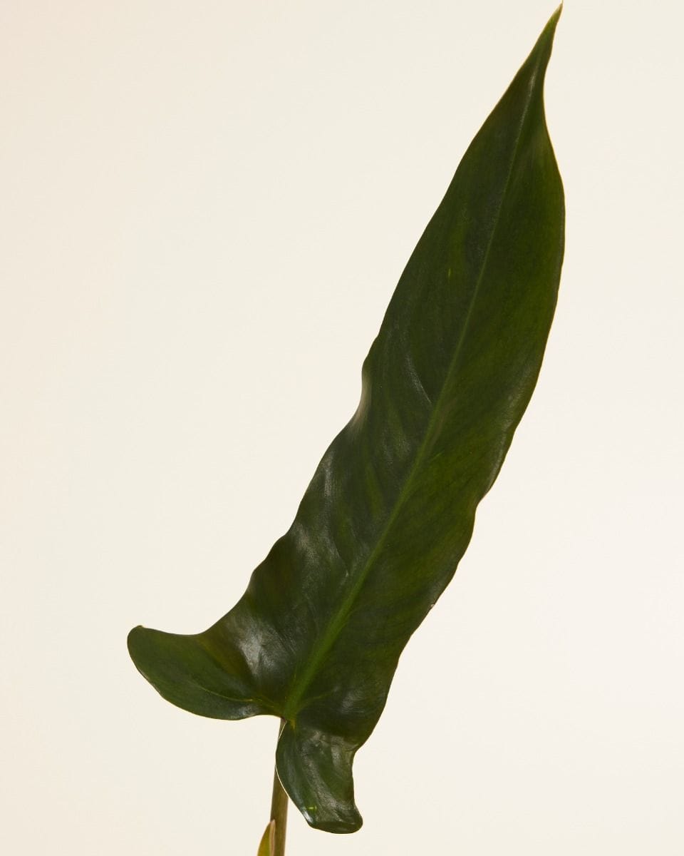 Philodendron Mexicanum