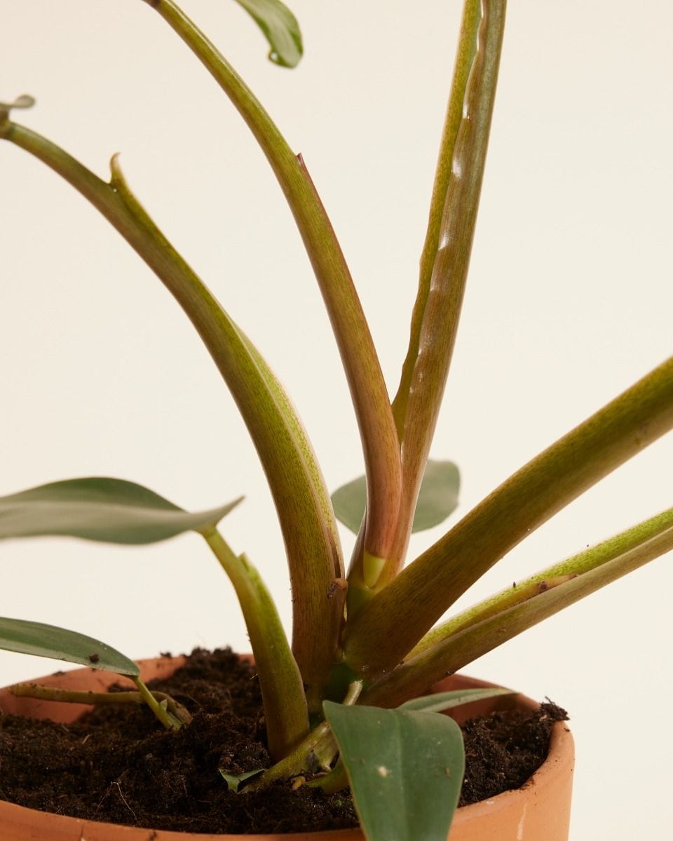 Philodendron Mexicanum
