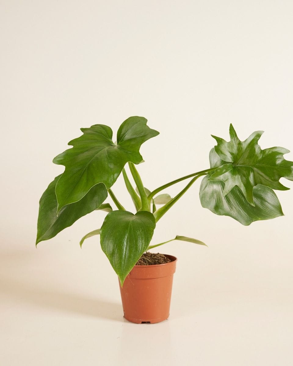 Philodendron Warszewiczii