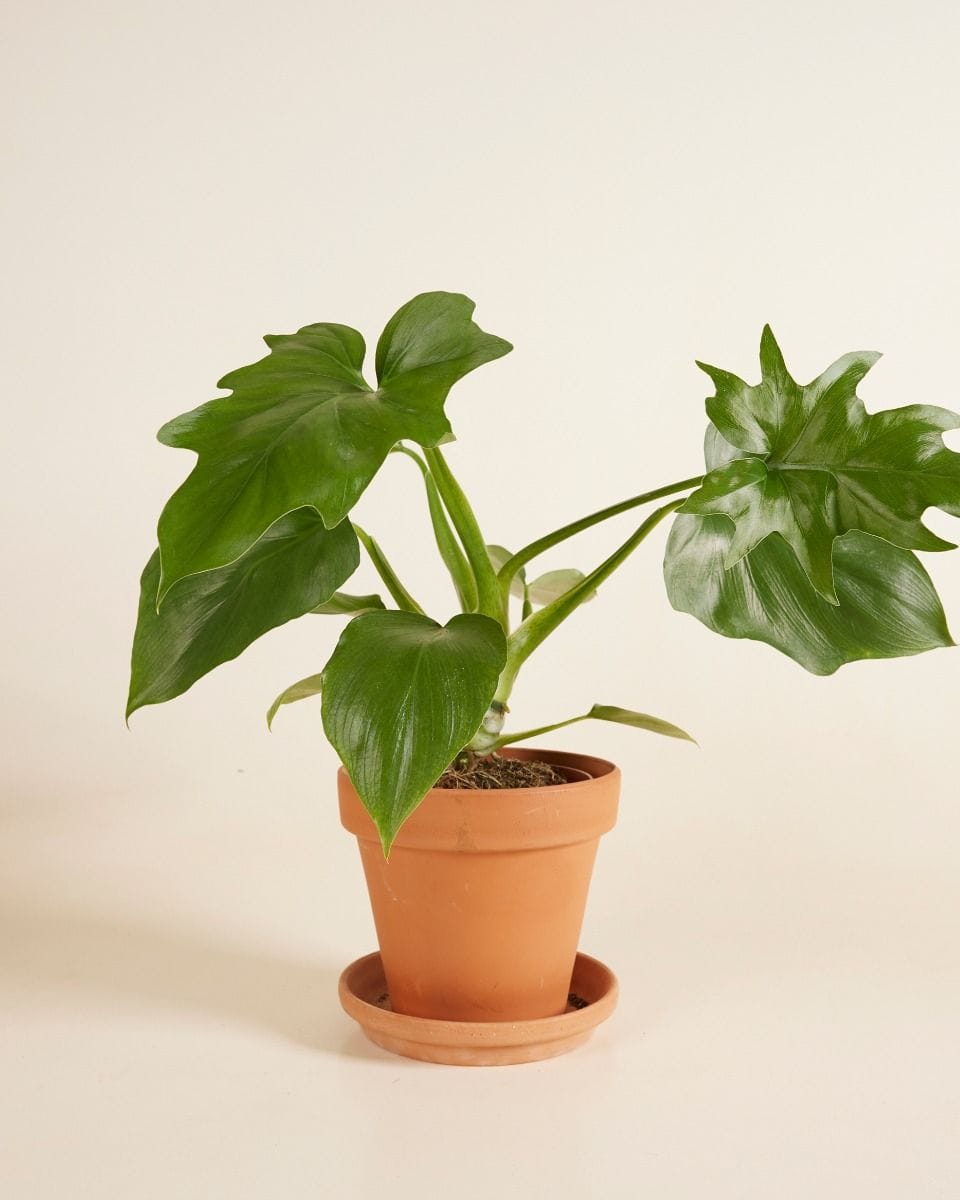 Philodendron Warszewiczii