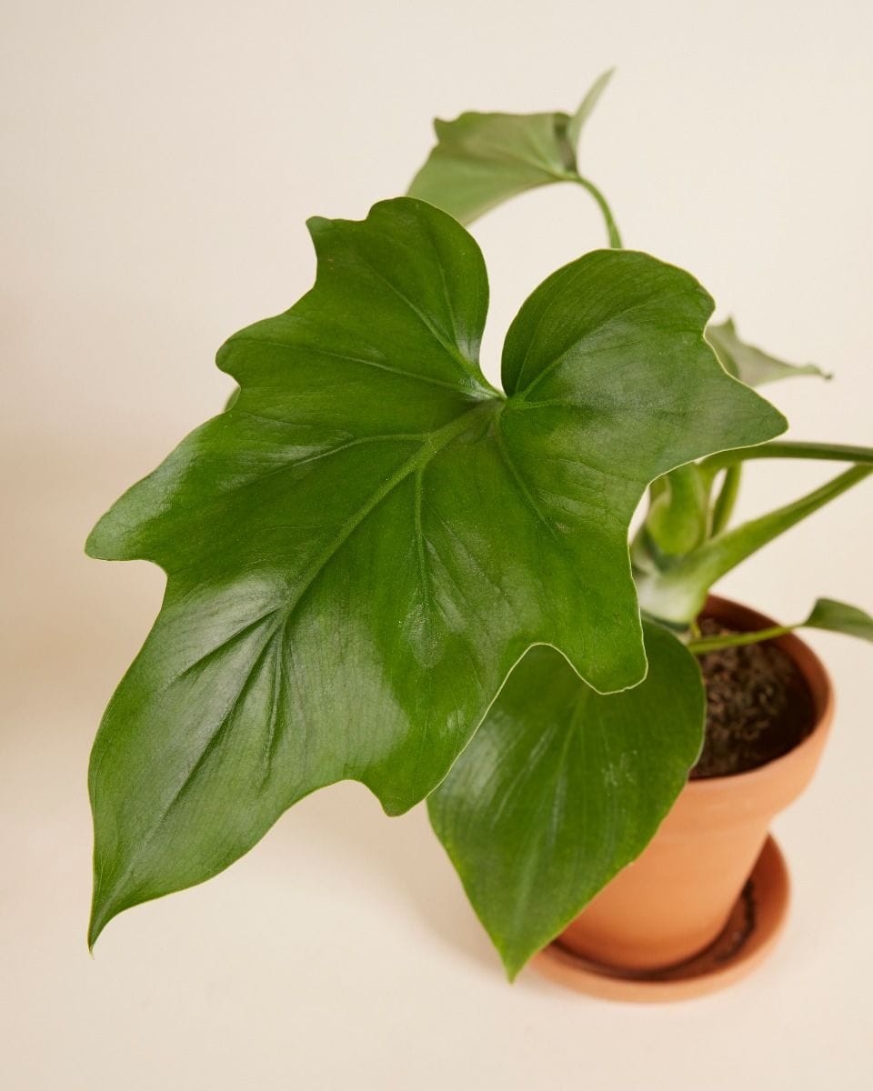 Philodendron Warszewiczii