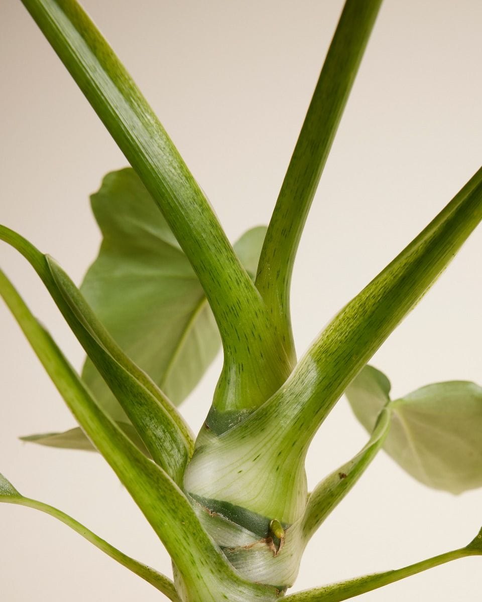 Philodendron Warszewiczii