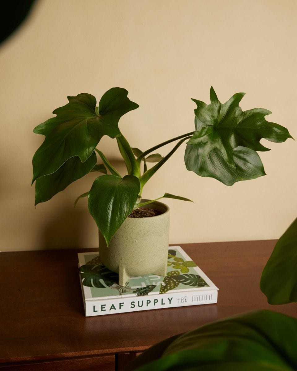 Philodendron Warszewiczii